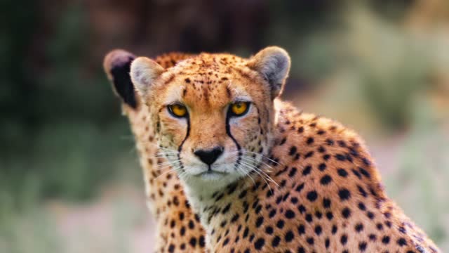 Slow motion of a female cheetah licking the male one and yawning