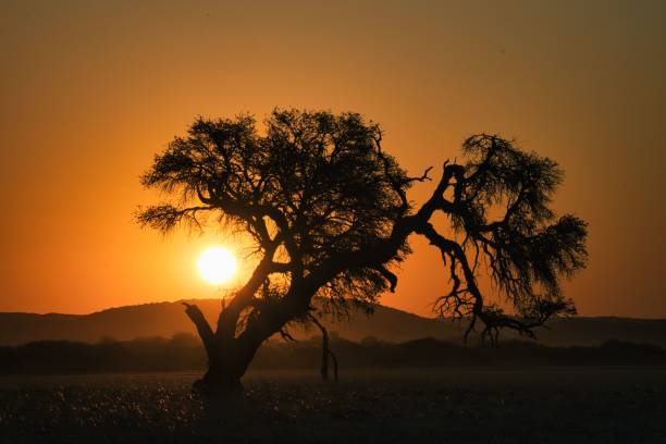istock Silhouette of a lone tree before the orange sunset sky in Namibia 1447845385
