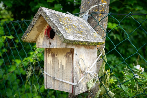 A closeup shot of wooden birdhouse fixed in trunk