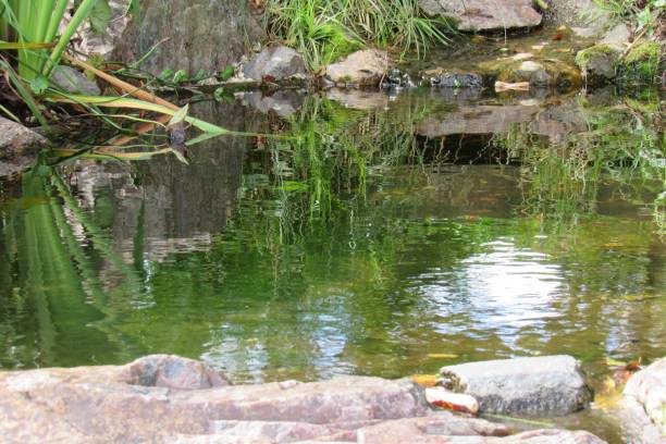 istock Beautiful pond reflecting the green plants on the shore 1447845570