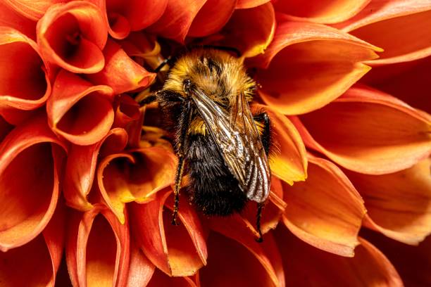 Macro shot of the tree bumblebee, Bombus hypnorum gathering nectar from the orange flower. A macro shot of the tree bumblebee, Bombus hypnorum gathering nectar from the orange flower. bombus hypnorum pictures stock pictures, royalty-free photos & images