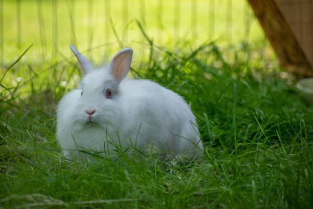 istock Funny white rabbit in the yard, close-up 1447845921