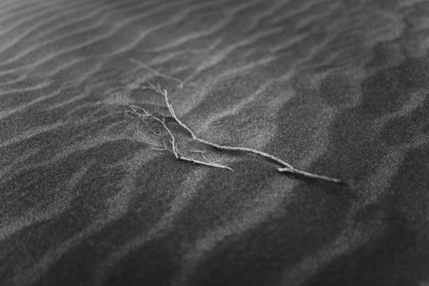 A closeup shot of dry branches on a patterned background of desert sand created by the wind