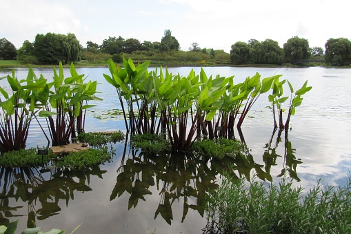 A close-up of green arrow arum plants in a pond with trees in the background