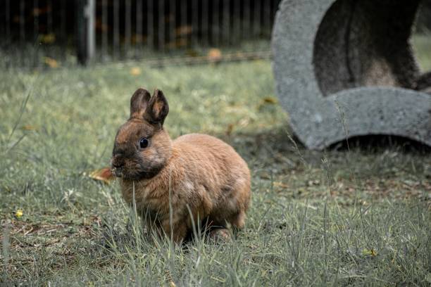 istock Cute wild brown rabbit in the yard, close-up 1447846240