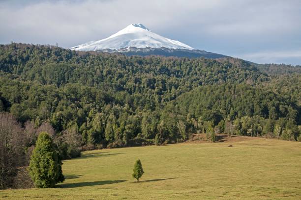 istock Snow-covered mountain with forest in the foreground in Chile 1447846512