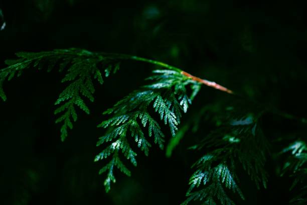 istock Close-up view of a Western redcedar tree green leaves 1447846683