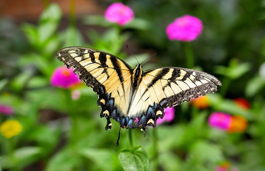 A rear closeup of an Eastern tiger swallowtail butterfly garden flowers blurred background