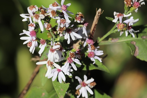 The pretty small calico aster flowers