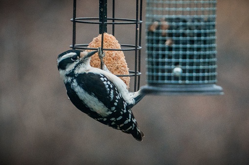 A closeup of the hairy woodpecker, Leuconotopicus villosus on the bird feeder.