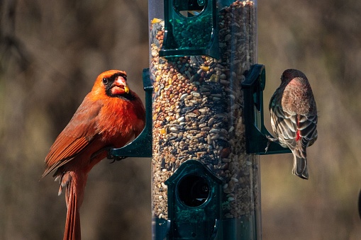 A closeup of the northern cardinal with a house finch perched on the bird feeder.