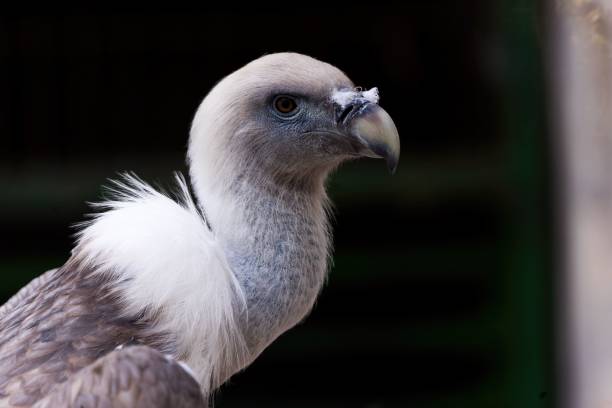 istock Close-up of a white Griffon vulture (Gyps fulvus) looking aside 1447847129