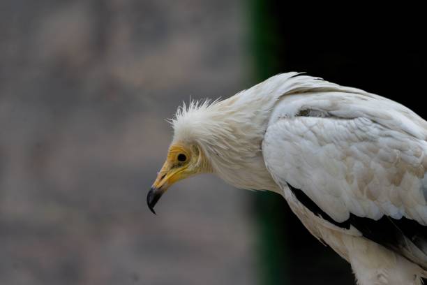 Majestic King Vulture (Gyps fulvus) gracefully glides through the sky, showcasing its impressive wingspan and striking plumage in flight