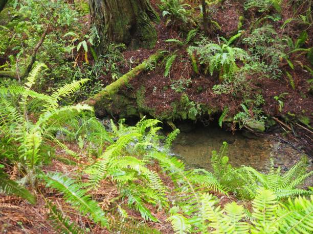 istock Beautiful view of a river with fresh green plants 1447847383