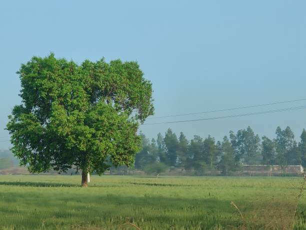 istock Selective focus shot of a green tree in a field against blue sky background 1447847623