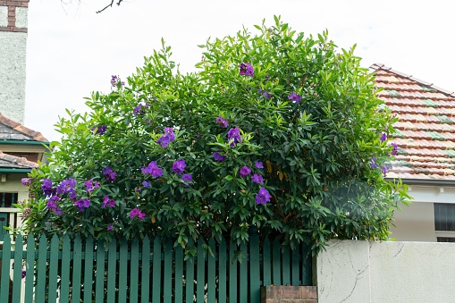 A green wooden fence in a yard and a tree with beautiful purple flowers