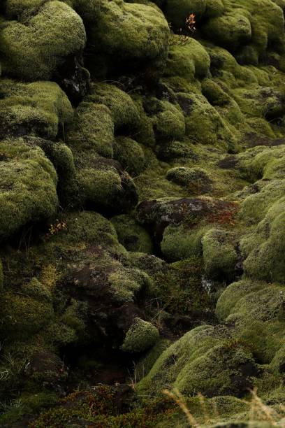 istock Closeup of moss covered rocks 1447847836