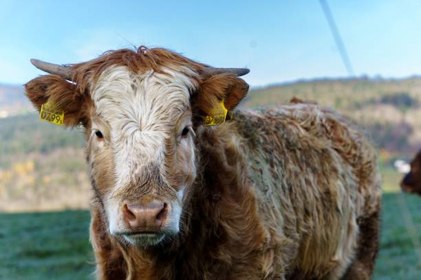 istock Selective focus closeup view of a Highland cattle 1447848692