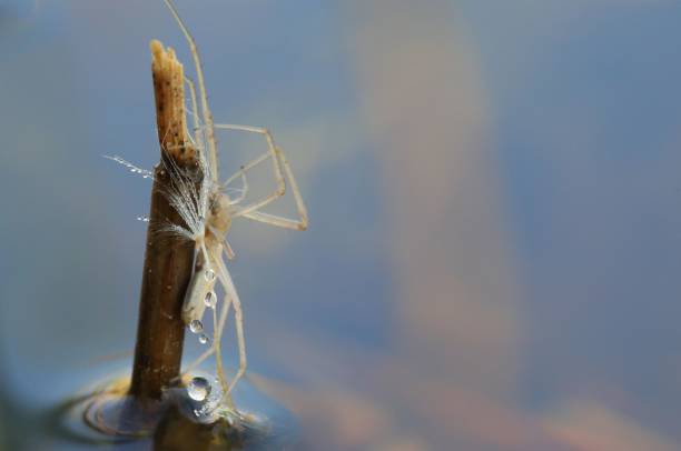 istock Closeup of spider perching on wood 1447848927