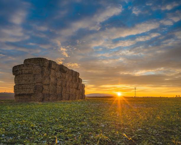 istock Beautiful sunset over the agricultural fields 1447849863