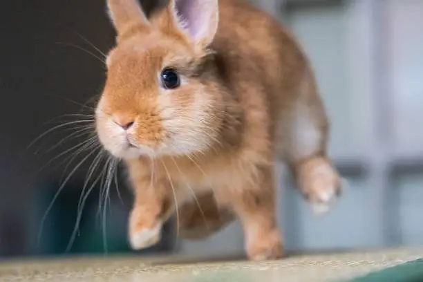 Photo of Closeup shot of a dwarf domestic rabbit in a jumping position on an isolated background
