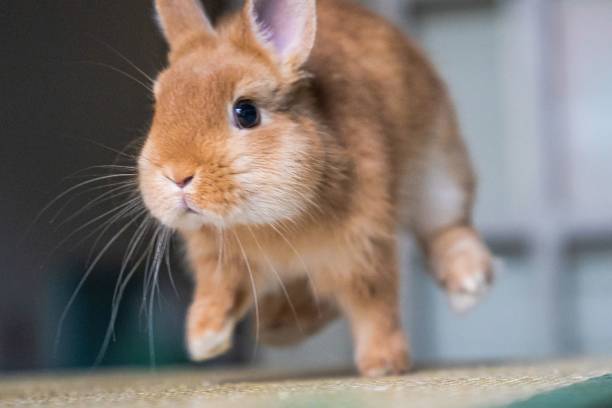 close up de um coelho doméstico anão em uma posição de salto em um fundo isolado - dwarf lop eared rabbit pets rabbit isolated - fotografias e filmes do acervo