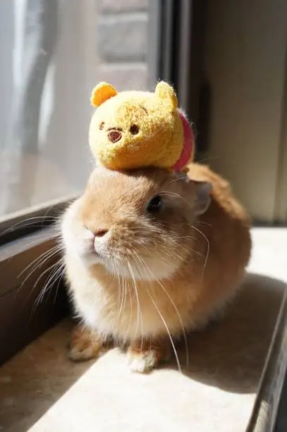 Photo of Vertical shot of a domestic rabbit sitting near a window with a Winnie the Pooh toy on its head