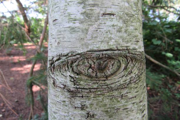 istock Closeup of a tree trunk with a pattern shaping an eye 1447850651