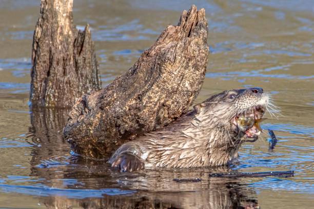 istock Otter eating fish on and icy pond 1447850843