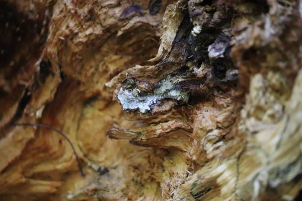 istock Closeup of wood decay on daylight 1447851003