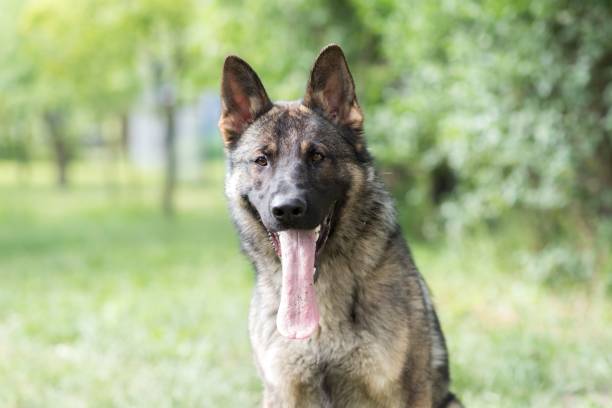 istock Adorable German Shepherd in a green park under the bright sunlight in closeup 1447851074