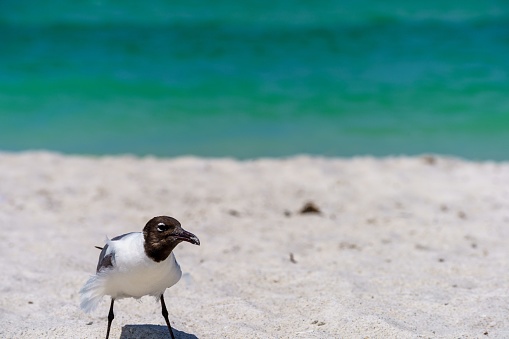 A front closeup of a white and black seagull standing on a sandy beach seascape blurred background