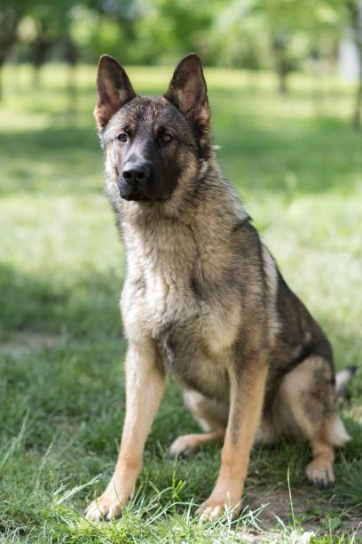istock Adorable German Shepherd in a green park under the bright sunlight in closeup 1447851248
