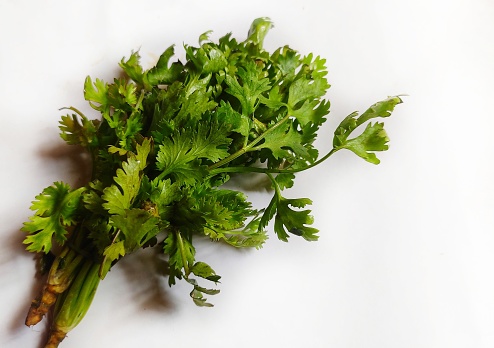 Coriander is also called cilantro or Chinese parsley, feathery annual plant of the parsley.