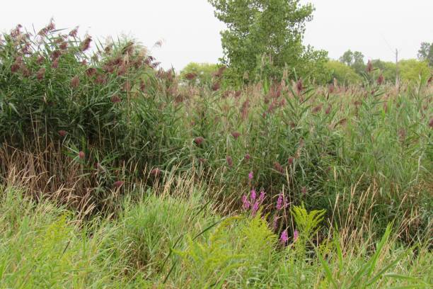 istock Natural scenery of a common reed (Phragmites australis) field 1447852350