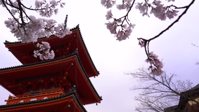 4K low angle shot of  the Chureito Pagoda in Fujiyoshida City, with cherry blossom trees