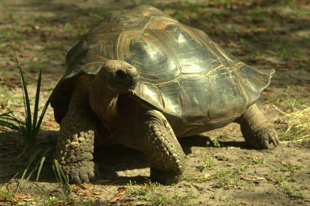 istock Beautiful turtle with big shell smiling on a field covered with green plants 1447852852