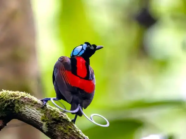 Photo of Close-up shot of a Wilson's bird-of-paradise perched on a branch on a blurred background