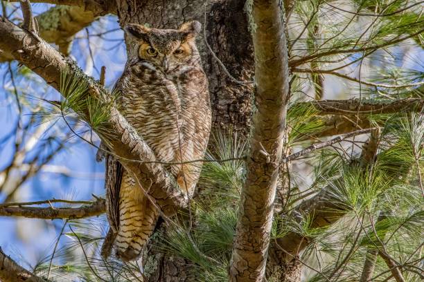 istock South American great horned owl perched on a tree branch. 1447853343