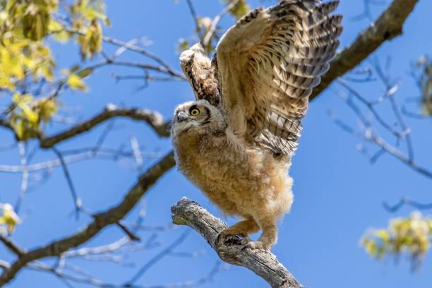 istock Great horned owl with open wings perched on a tree branch. 1447853356