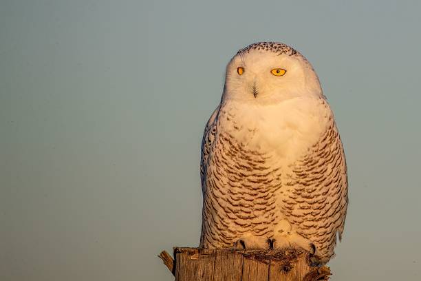 istock Snowy owl perched on a wooden stick at sunset. 1447853391