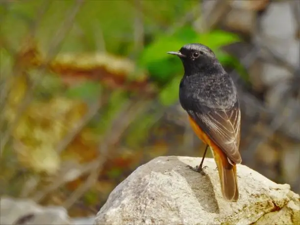 A closeup of a colorful redstart male bird with orange belly and beautiful plumage