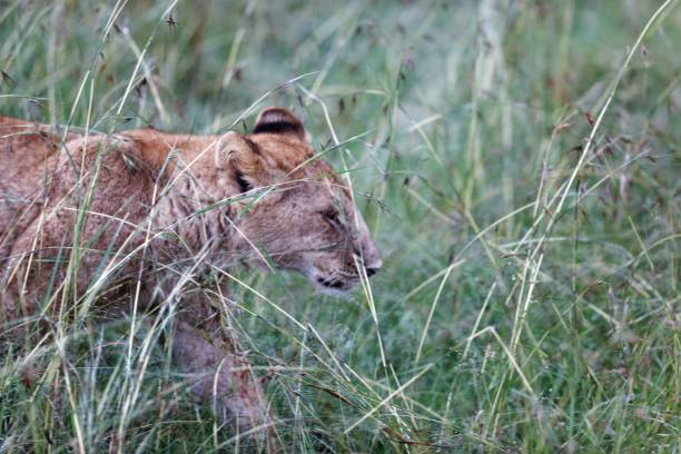 słodkie lwiątko spacerujące po trawiastym polu w masai mara w kenii - masai mara national reserve masai mara lion cub wild animals zdjęcia i obrazy z banku zdjęć