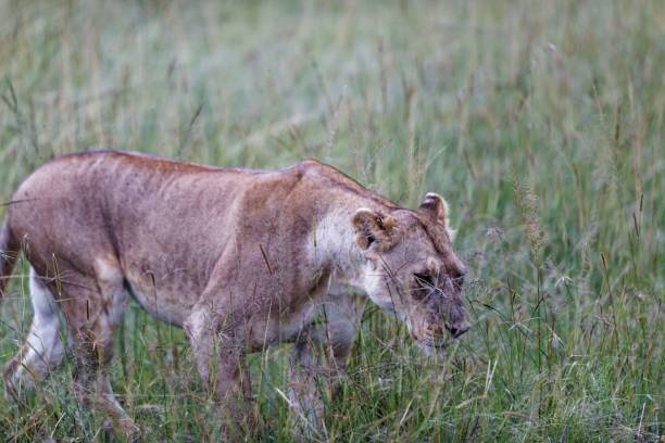 słodkie lwiątko spacerujące po trawiastym polu w masai mara w kenii - masai mara national reserve masai mara lion cub wild animals zdjęcia i obrazy z banku zdjęć