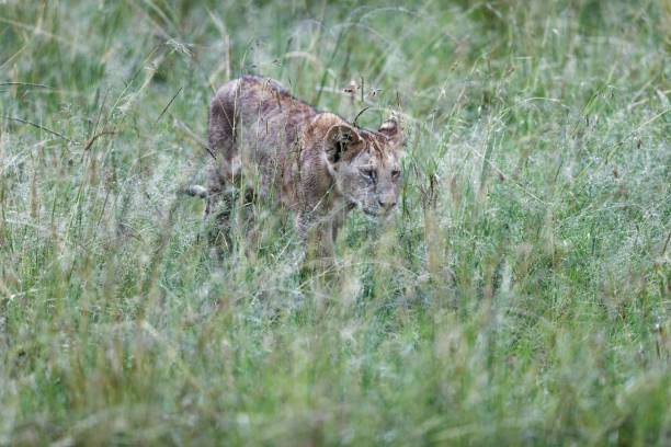 słodkie lwiątko spacerujące po trawiastym polu w masai mara w kenii - masai mara national reserve masai mara lion cub wild animals zdjęcia i obrazy z banku zdjęć