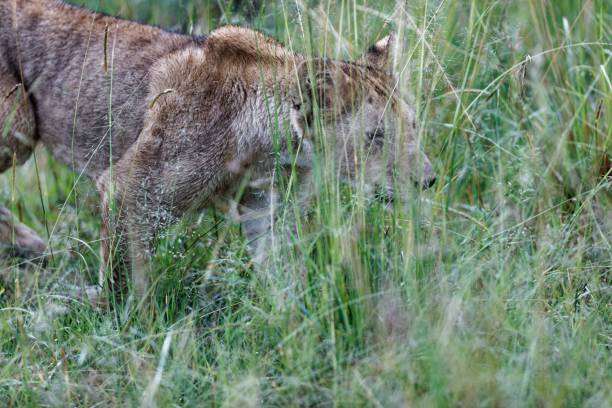 słodkie lwiątko spacerujące po trawiastym polu w masai mara w kenii - masai mara national reserve masai mara lion cub wild animals zdjęcia i obrazy z banku zdjęć