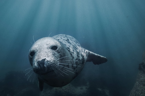 Primer plano de una foca gris nadando bajo el agua del océano transparente en la isla de Lundy, Inglaterra photo