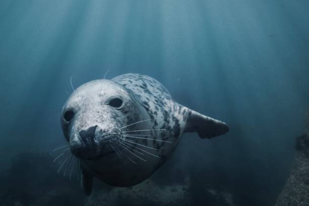 primo piano di una foca grigia che nuota sott'acqua nell'acqua trasparente dell'oceano sull'isola di lundy, inghilterra - foca foto e immagini stock