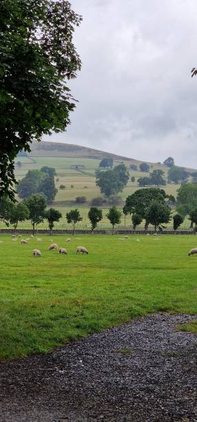 istock Animals breeding on the big field 1447855394