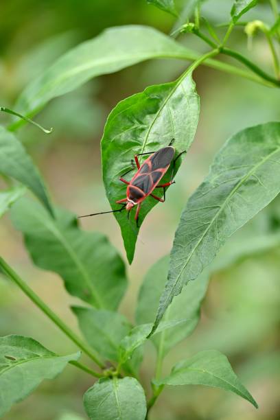 istock Closeup of a Dysdercus on a green leaf in a garden 1447855615